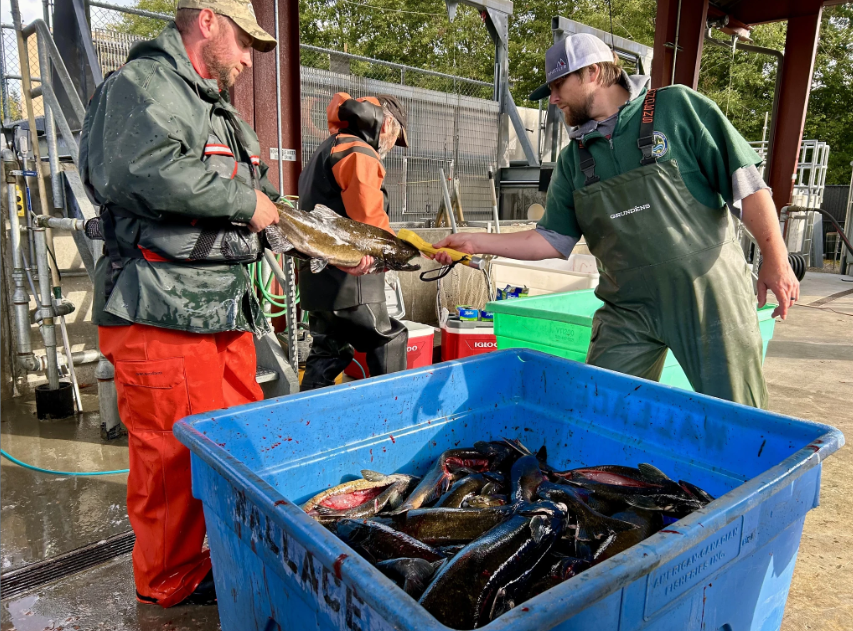 One person holds a salmon, while another holds a yellow tool to its head. A bin of salmon is in the foreground.